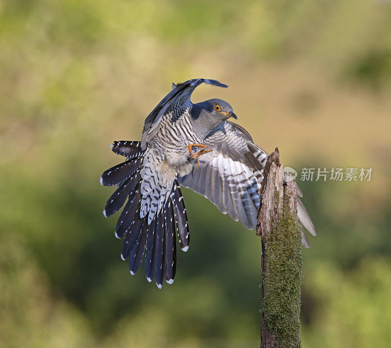 雄性杜鹃(Cuculus canorus)